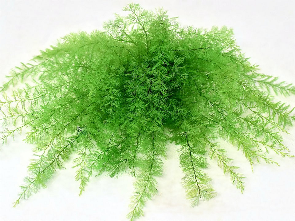 Air Fern Vert Clair 15cm 5-Pack 