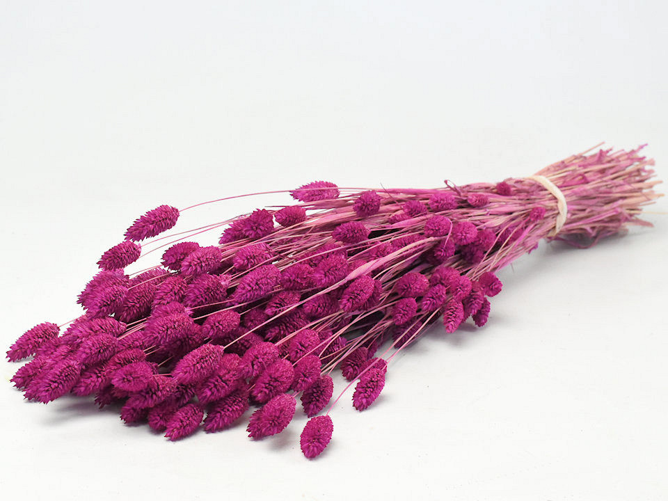 Bouquet Phalaris Fuchsia 70cm