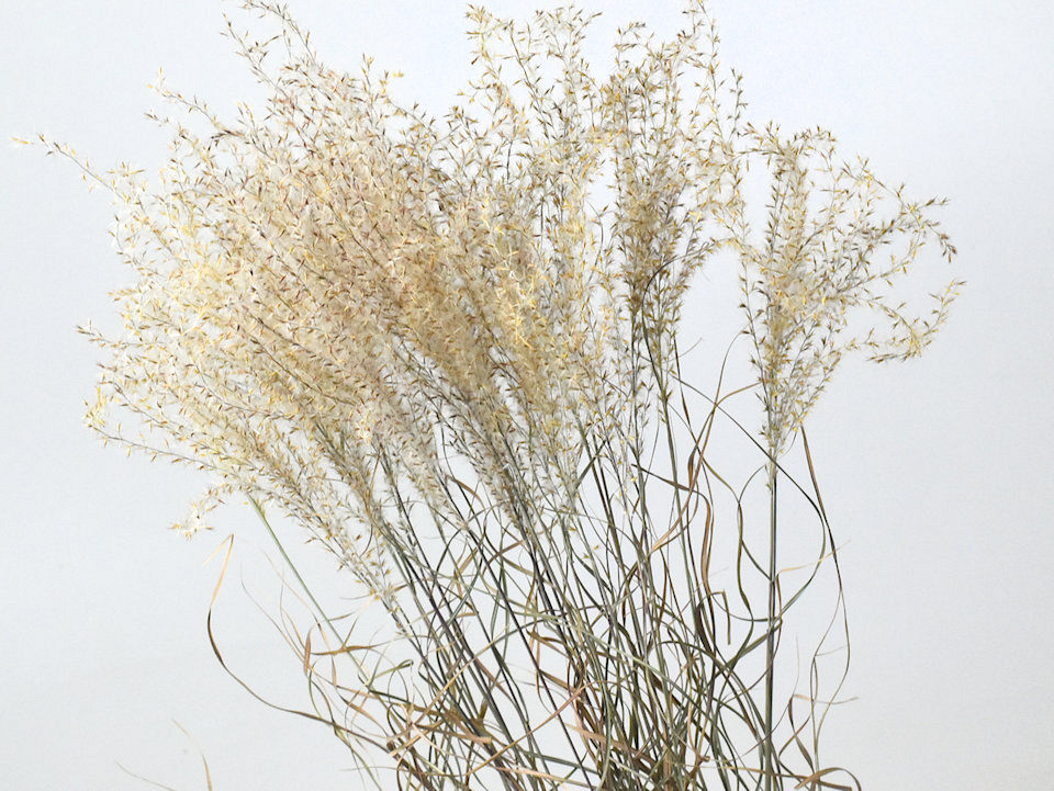 Miscanthus 90cm