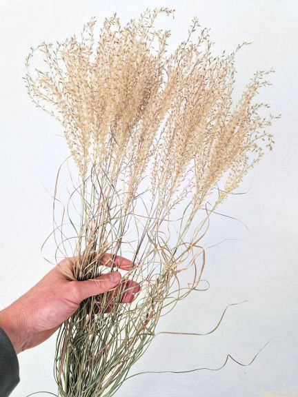 Miscanthus 90cm