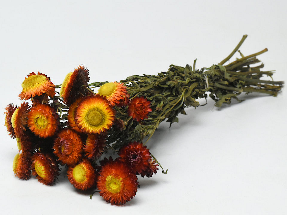 Bouquet Helichrysum Orange_Rouge 45cm Ouvert