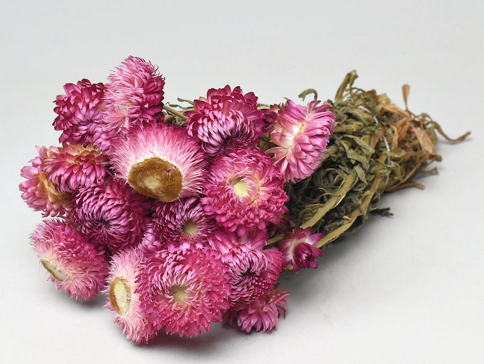 Bouquet Helichrysum Rose 25cm