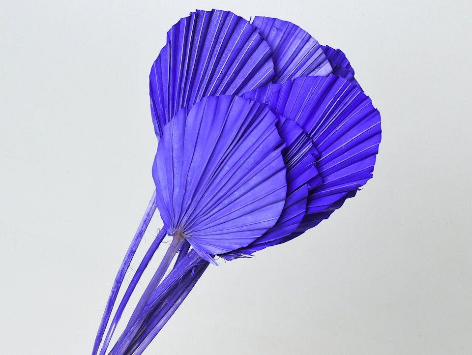 Palm Spear ronde Violet 40-55cm 