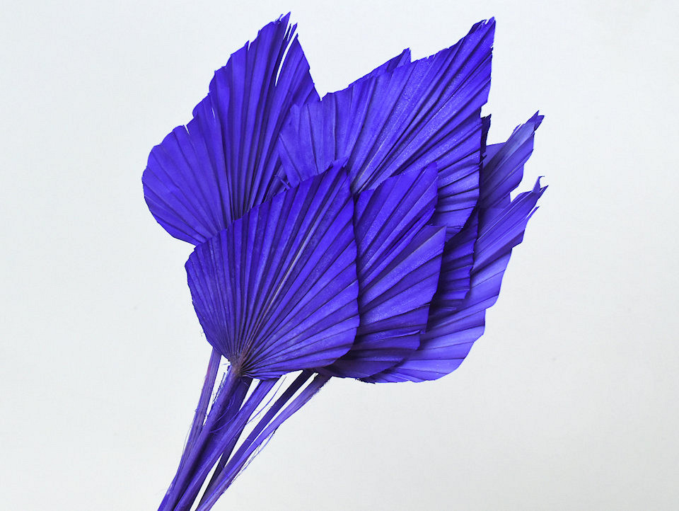 Palm Spear Violet 40-55cm 