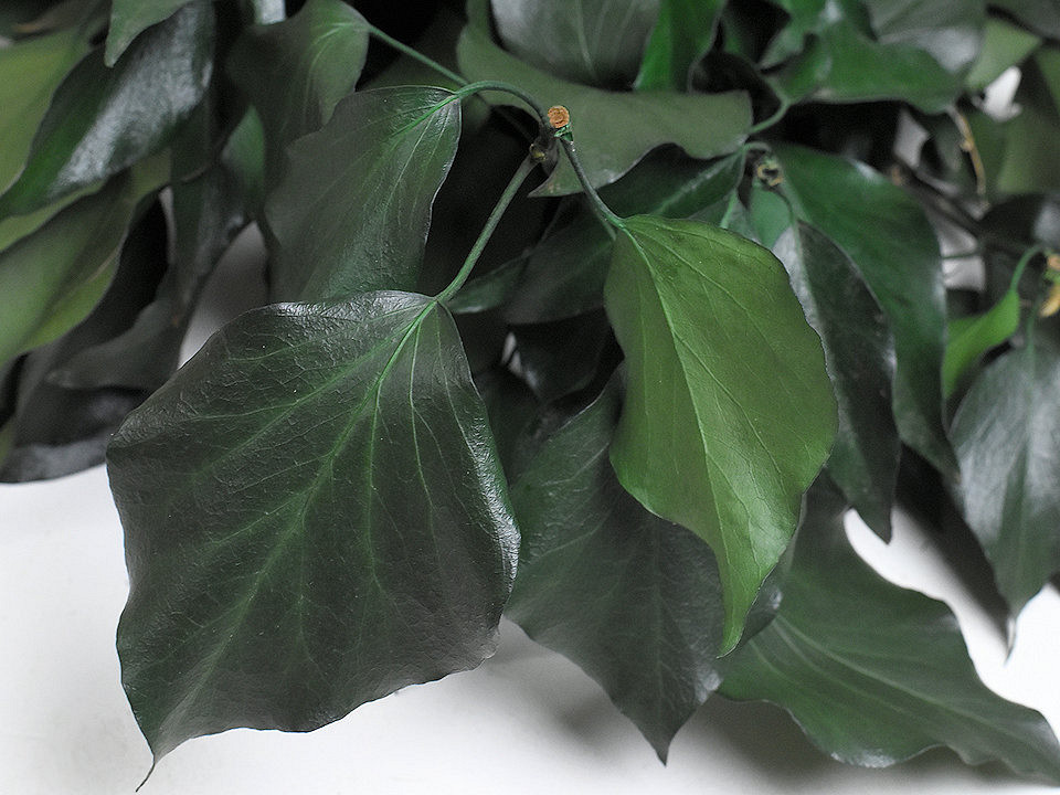 Feuille de Hedera Vert 60-70cm