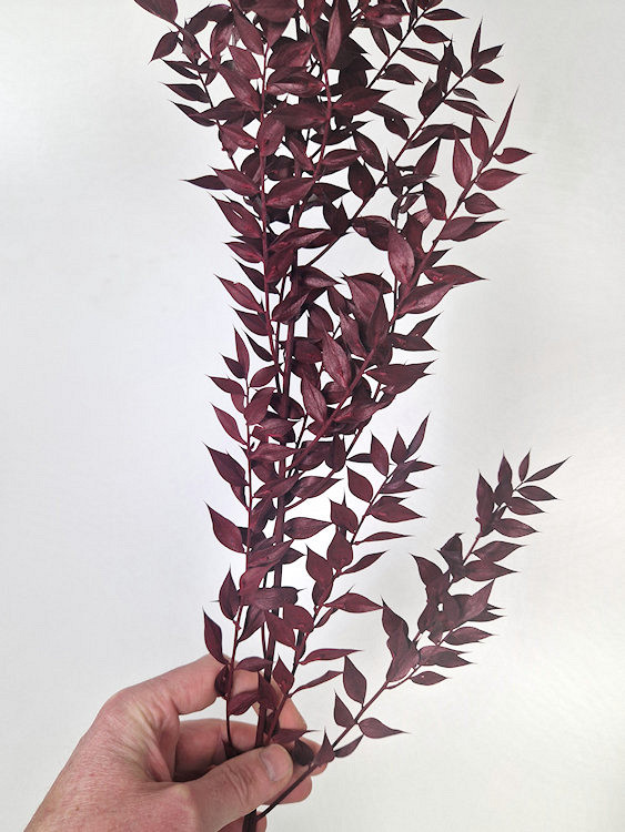 Ruscus Rood 90cm Kg