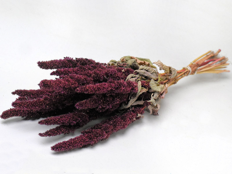 Bouquet Amaranthus Rouge 50cm