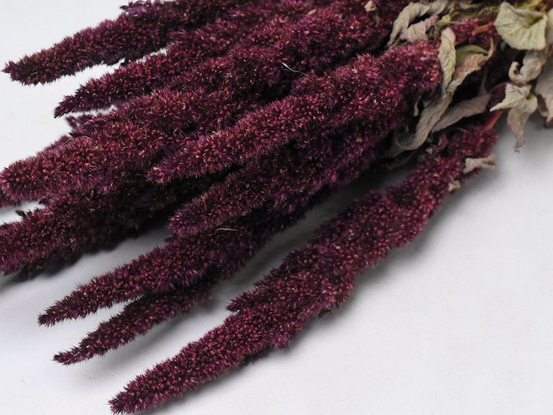 Amaranthus Rood 50cm