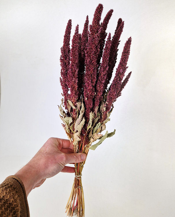 Amaranthus Rood 50cm