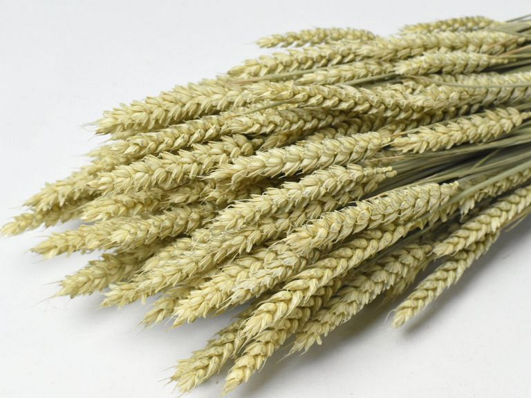 Bouquet Triticum (Blé) 70cm