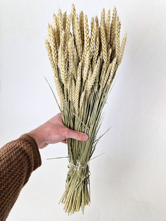 Bouquet Triticum (Blé) 70cm