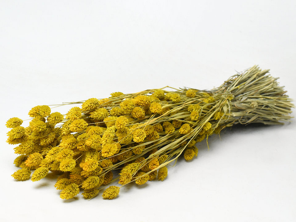 Bouquet Phalaris Jaune 70cm