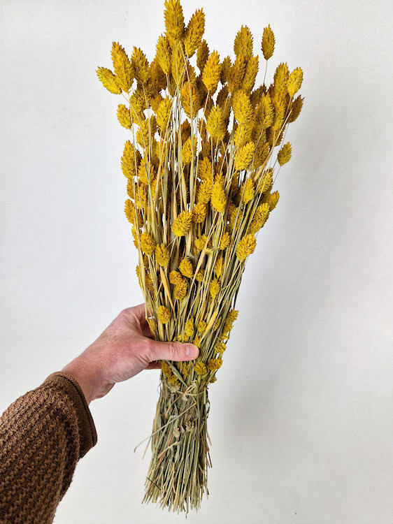 Bouquet Phalaris Jaune 70cm