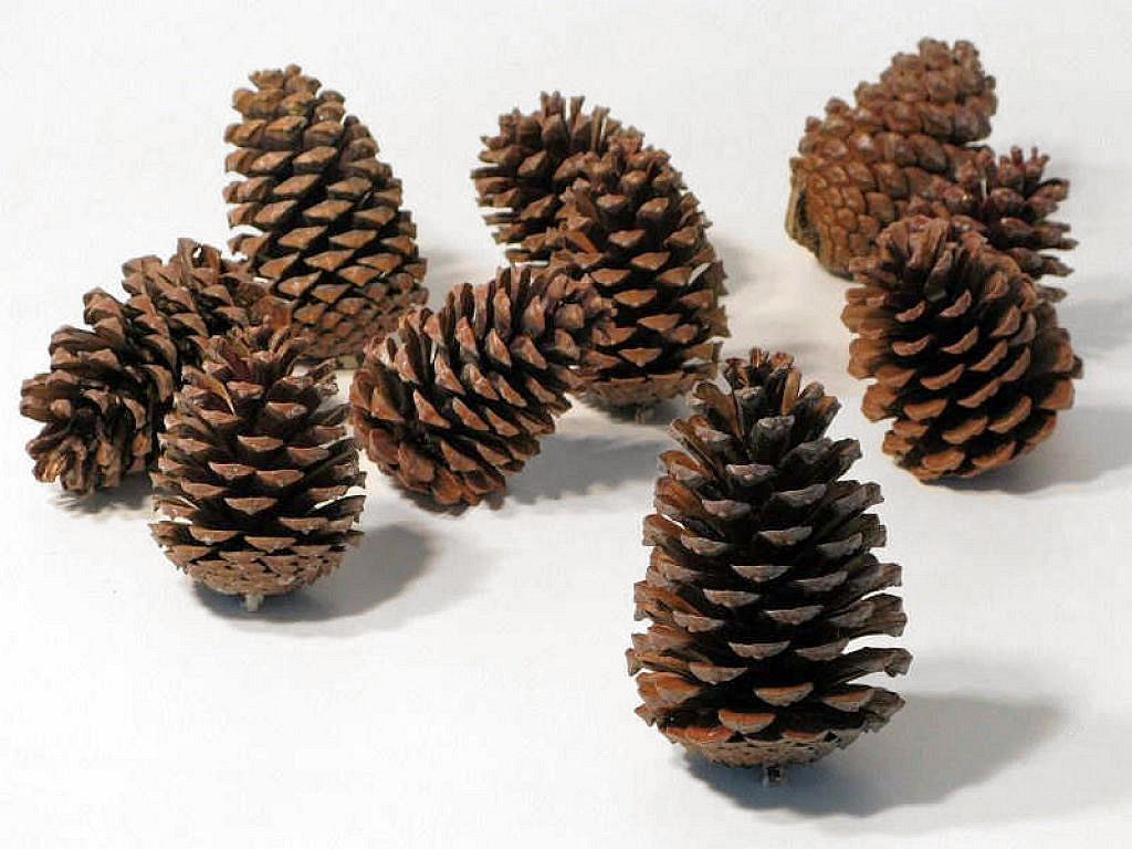 Maritima Pine Cone 25pcs