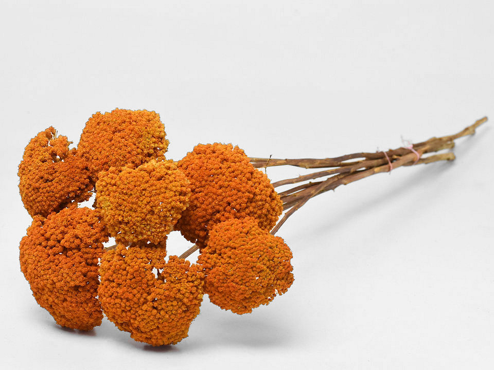 Bouquet Achillea Parker Orange 70cm