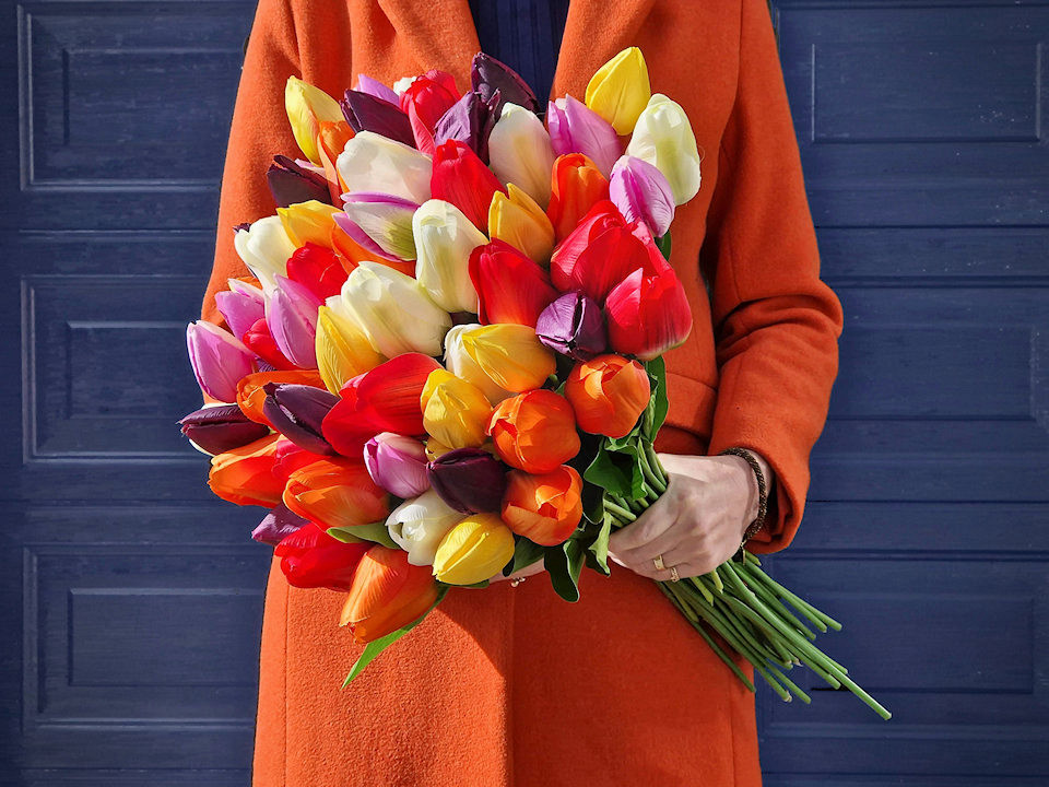 Tulp Rood 60cm