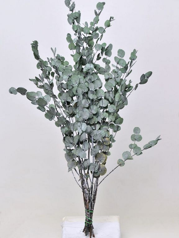 Eucalyptus Gunnii Groen 65cm