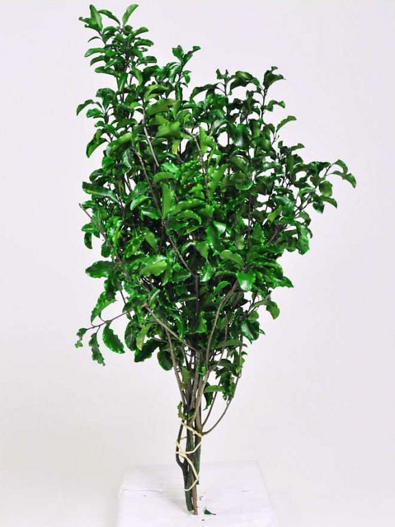 Pittosporum 100gr. 45cm