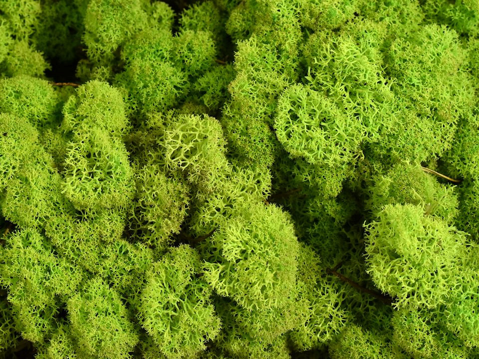 Lichen stabilisé Citron Vert Kg