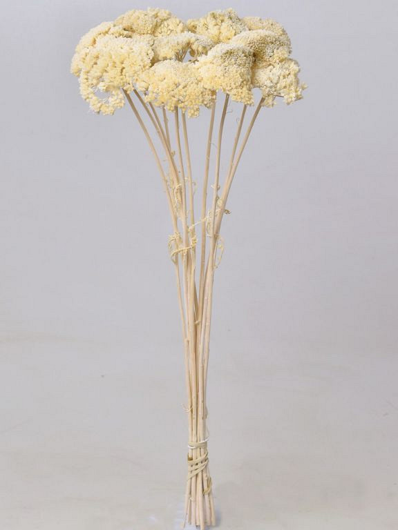 Bouquet Achillea Parker Demi-Blanchi 70cm
