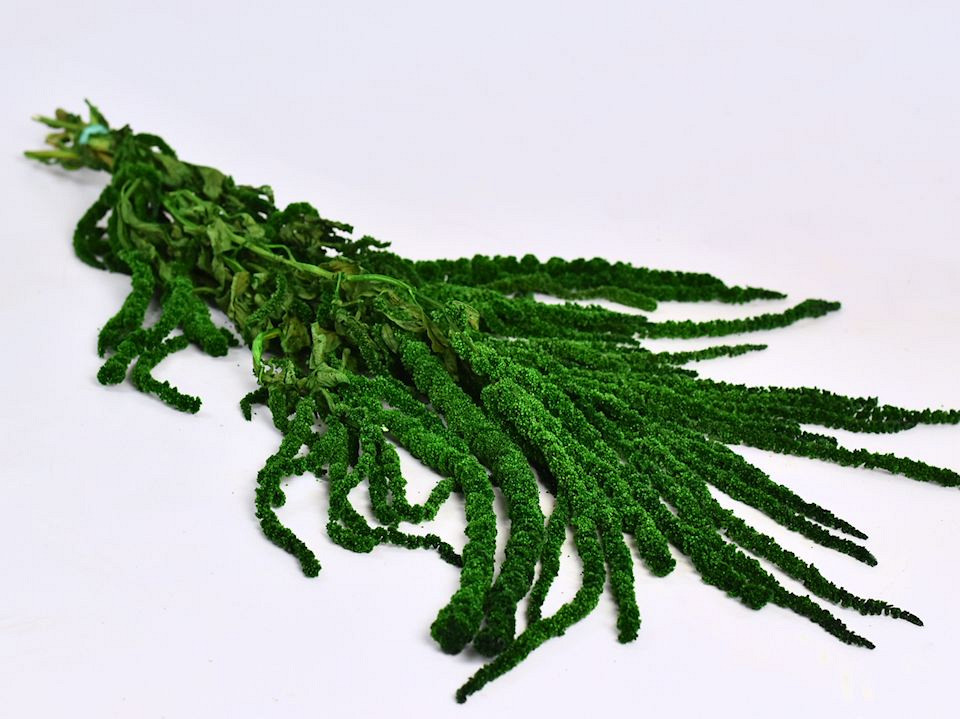 Amaranthus Caudatus Vert 70cm