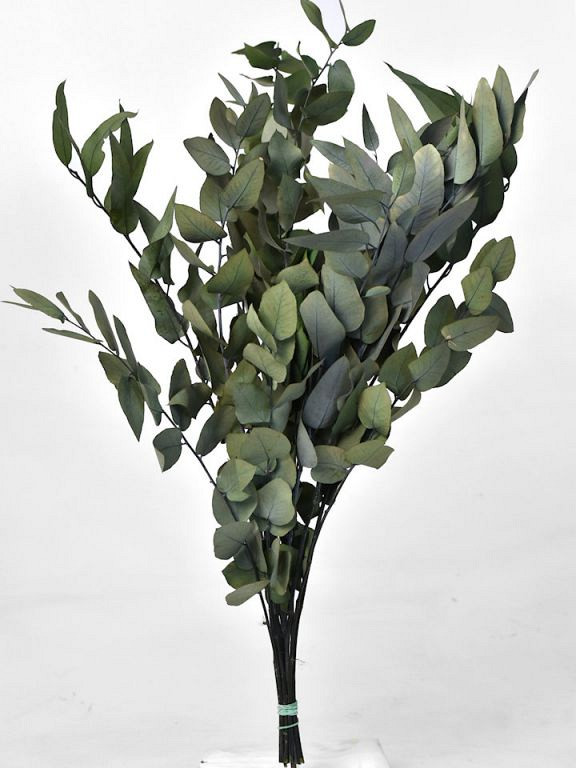 Eucalyptus Stuartiana Vert 65cm