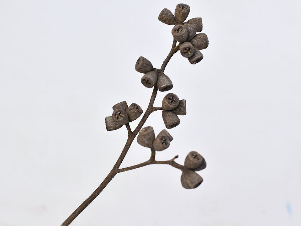 Eucalyptus Fruit Branch 20-30cm