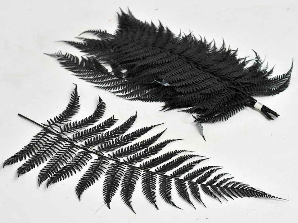 Fougère Brilliant Fern 30-40cm 10-Pack