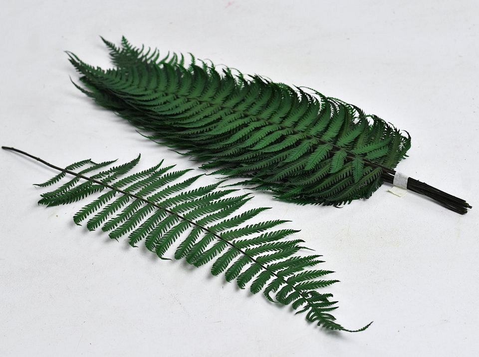 Fougère Parchment Fern 40cm 10-Pack