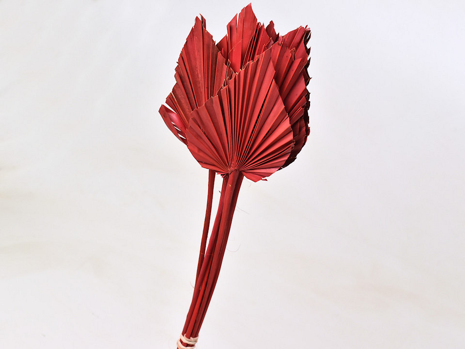 Palm Spear Red 40-55cm