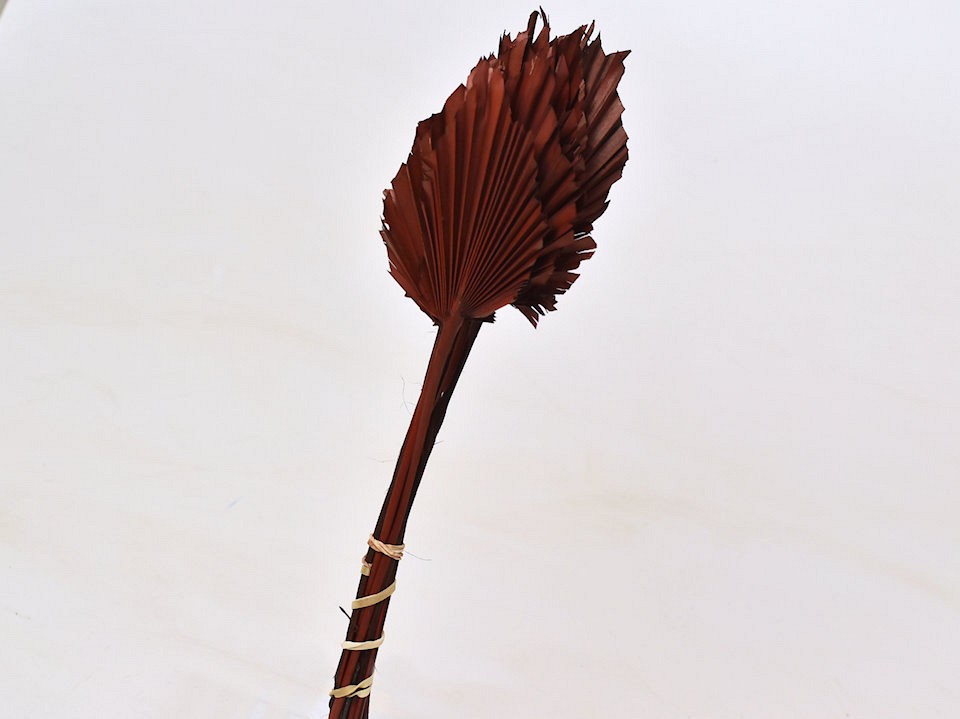 Palm Spear Braun 40-55cm 