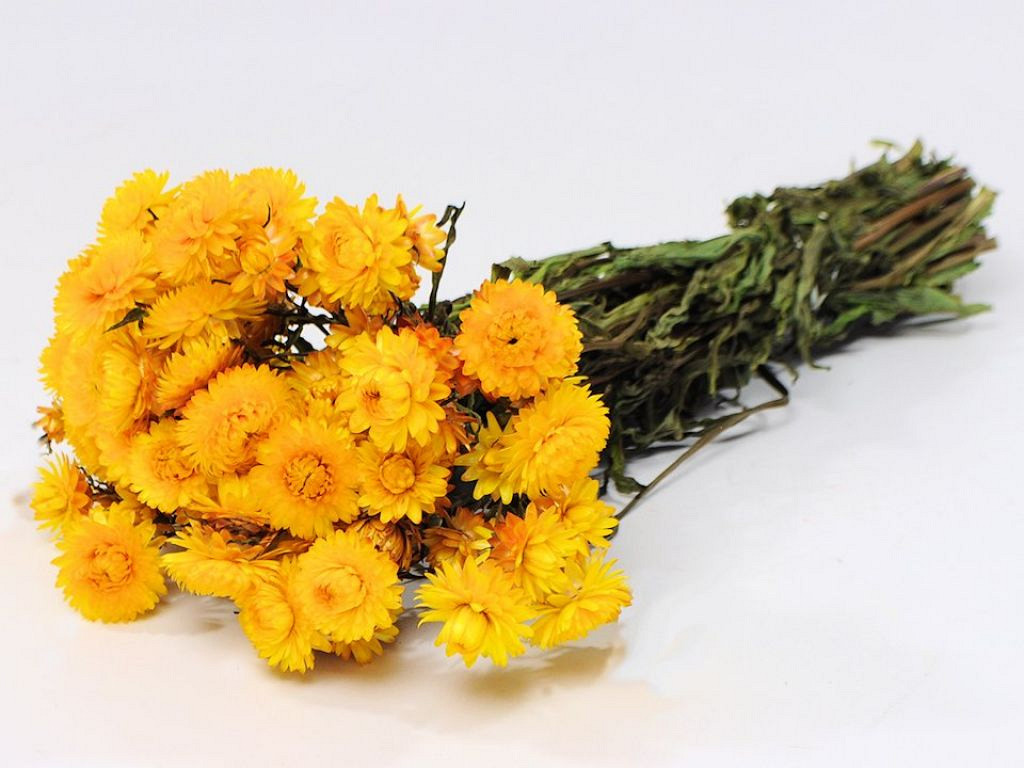 Helichrysum Yellow 45cm