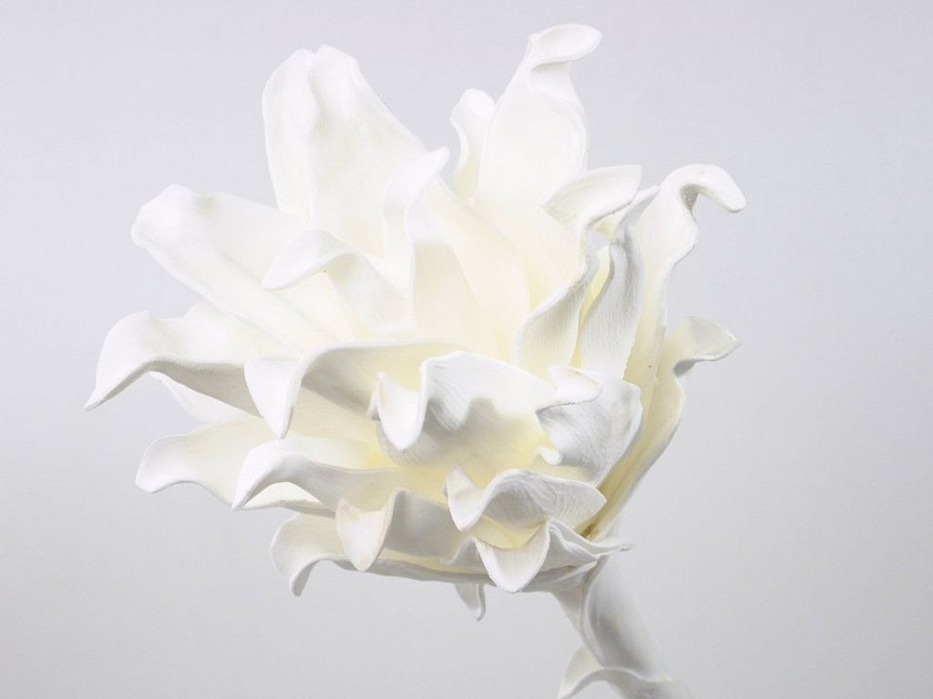 White Foam Flower