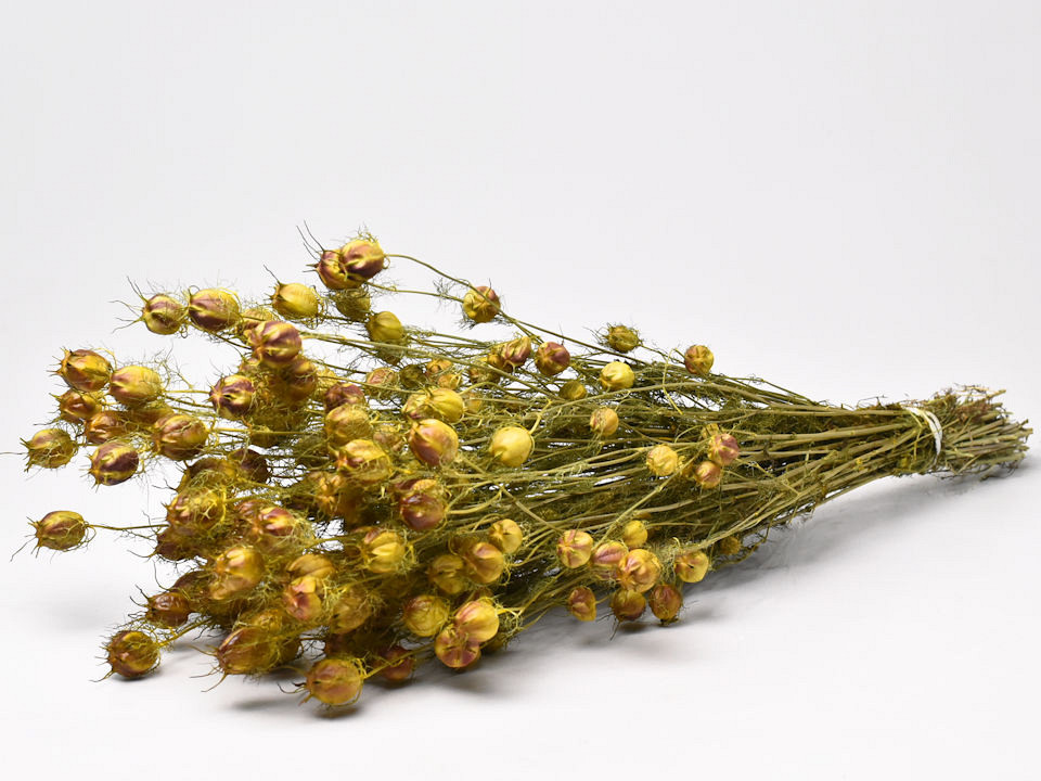 Bouquet Nigella Jaune 45cm 