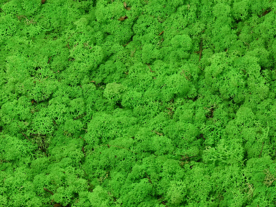 Lichen stabilisé Vert Clair par kg