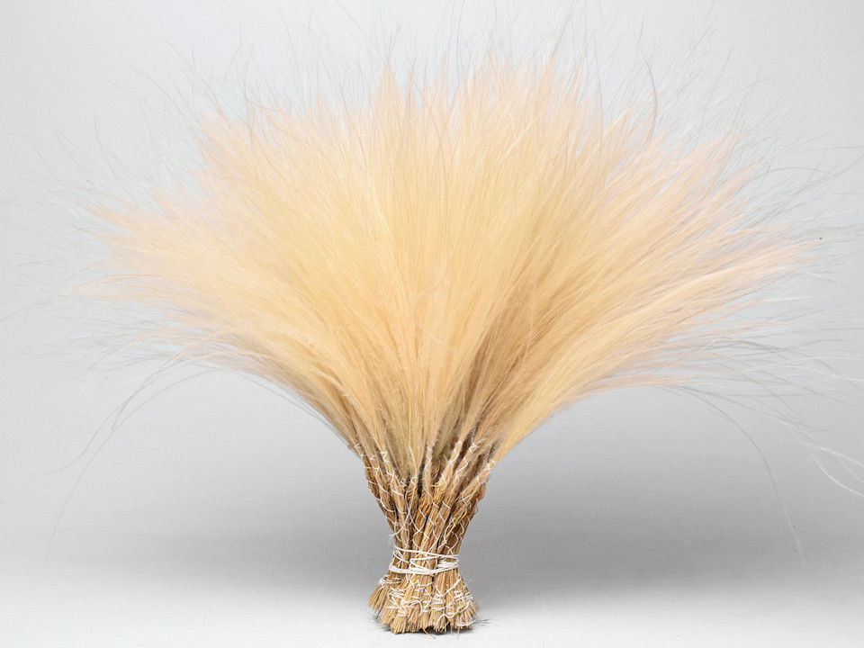 Stipa Penata 50cm, bundle of 50 tufts