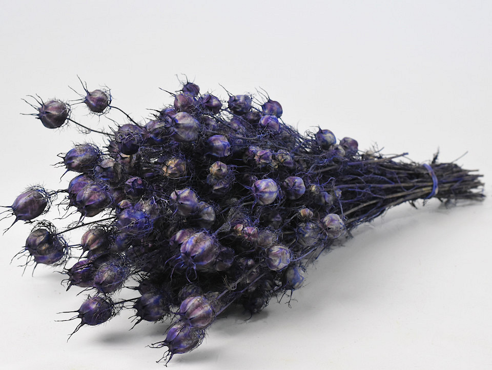 Bouquet Nigella Pourpre 45cm 