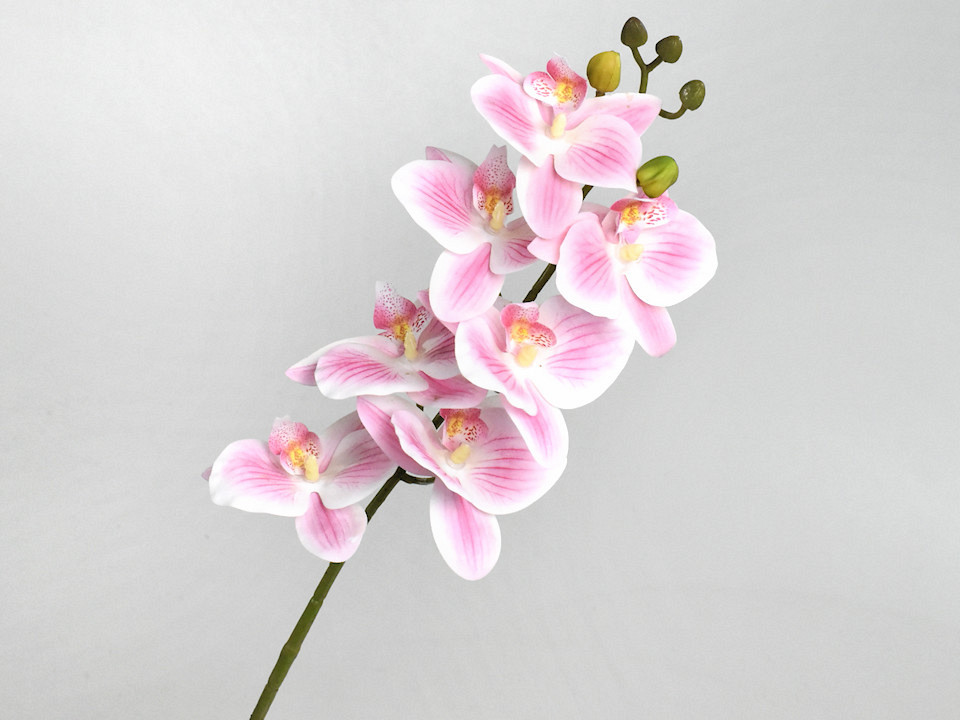 Künstliche Orchidee Rosa/Creme 73cm 