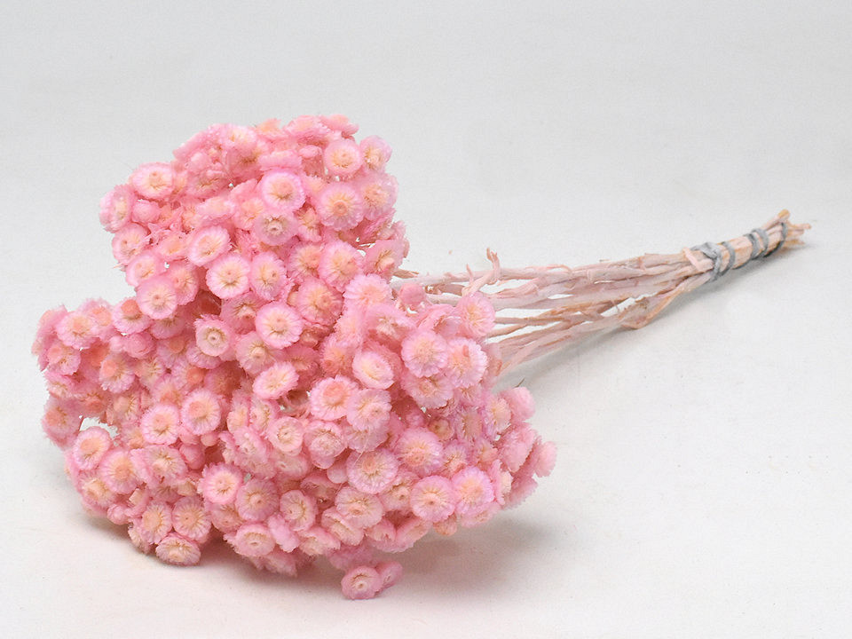 Helichrysum Immortelle 30cm Rosa