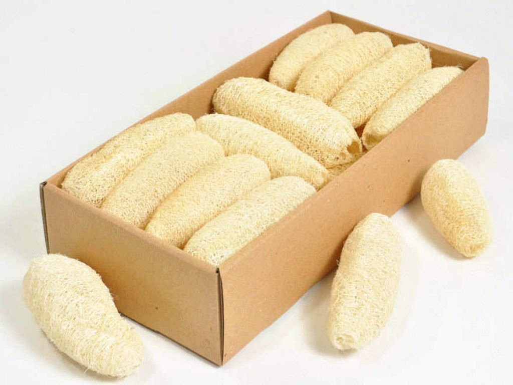 Luffa 10-12cm blanchi 20-Pack