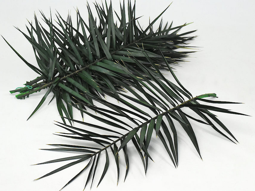 Phoenix Palm Leaf 60cm