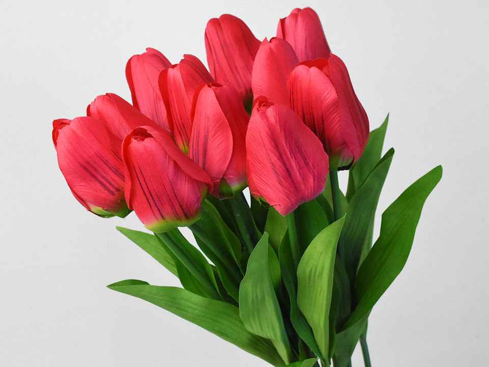 Tulp Red 60cm