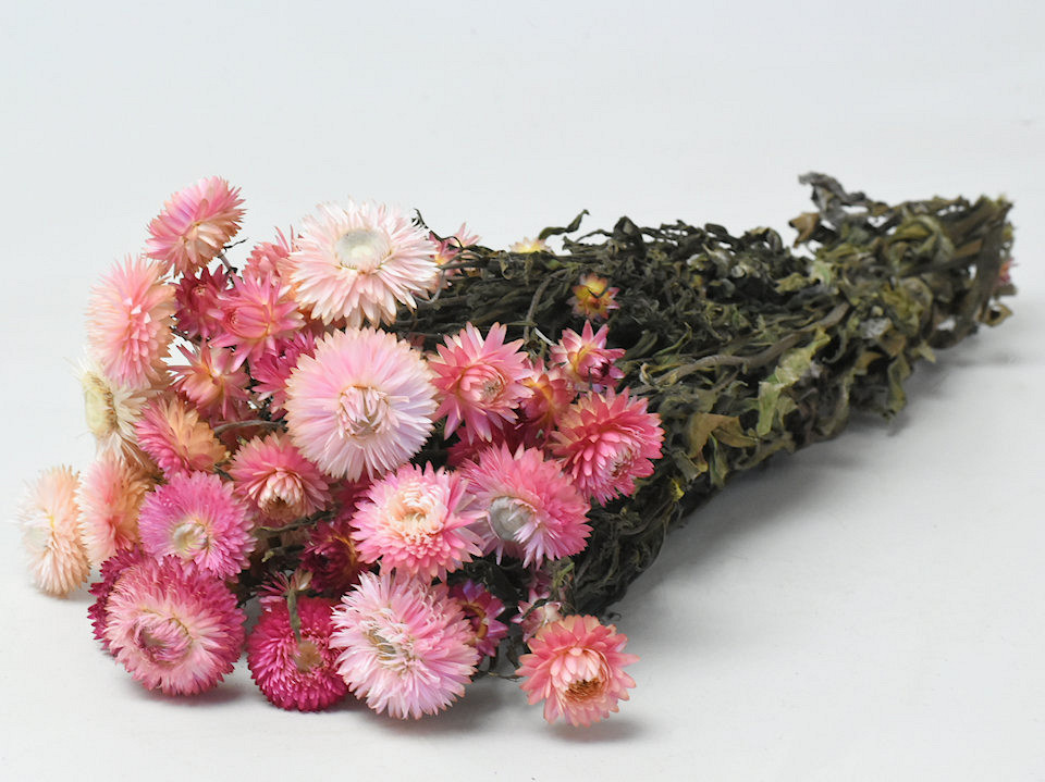 Helichrysum Roze 45cm