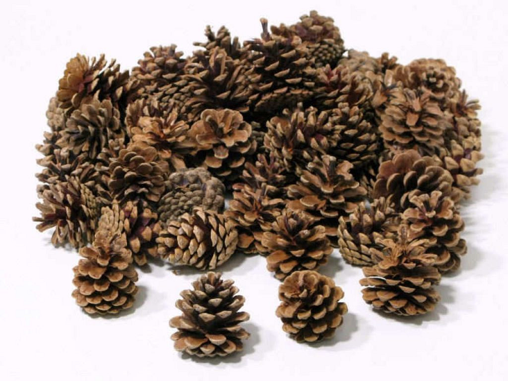 Pine Cone 2KG