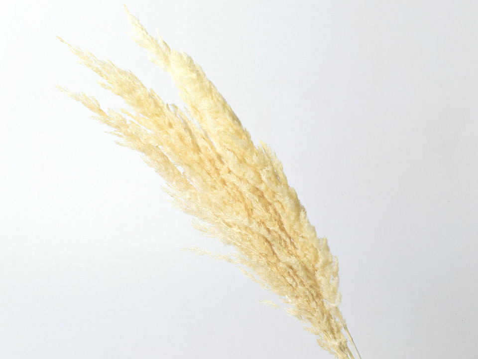 Pampas grass 70cm Bleached 10pcs