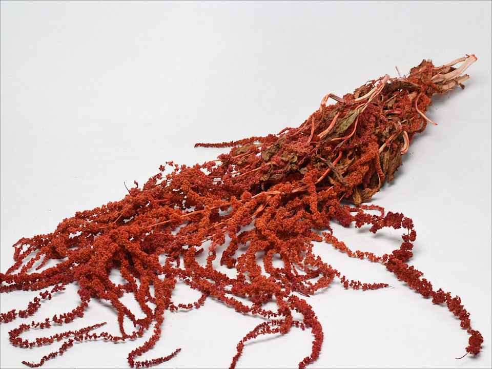 Amaranthus Foxtail Red 60cm