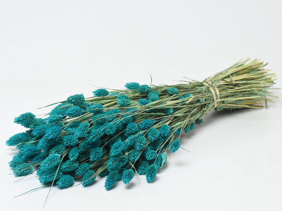 Phalaris Petrol Blue 70cm