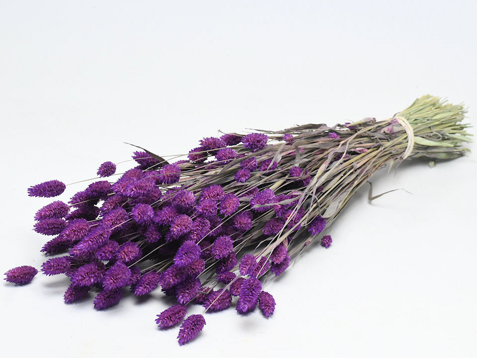 Bouquet Phalaris Violet 70cm 