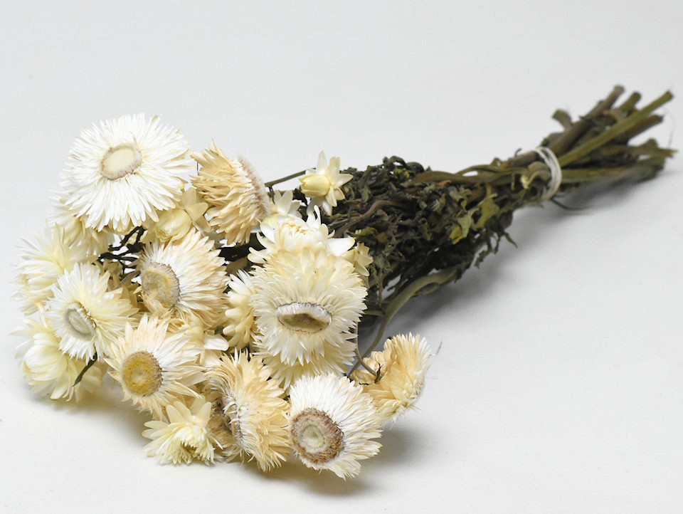 Helichrysum Weiss 45cm Geöffnet