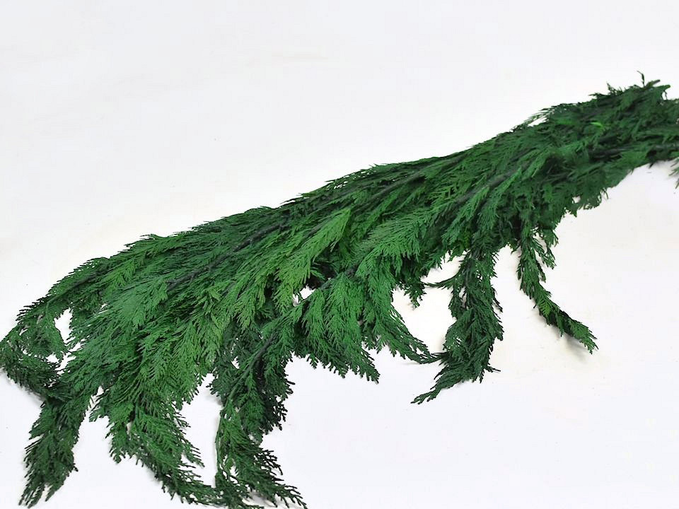 Thuja Green 100cm 1kg